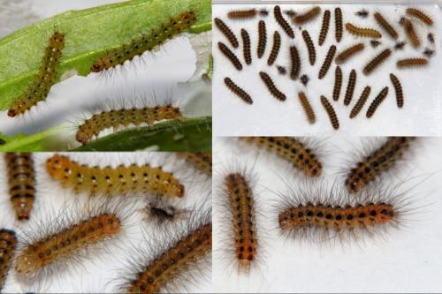 Spilosoma lubricipeda